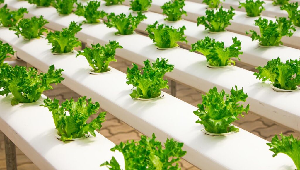 How To Start A Hydroponic Farm Neogreen Ventures Pvt Ltd